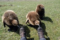 Königspinguin (81 von 84).jpg